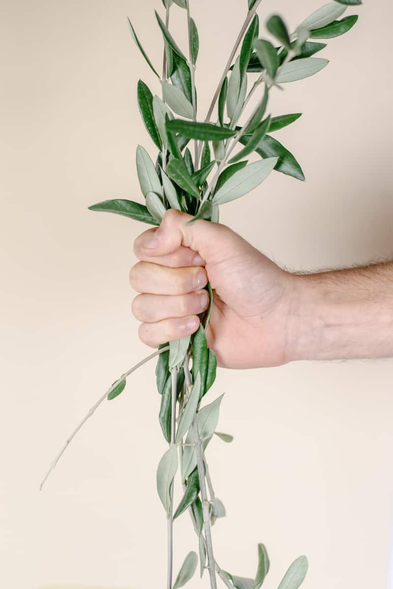 OliveTaggiasche_SergioMarchetti_web_004_bysaragaribaldi
